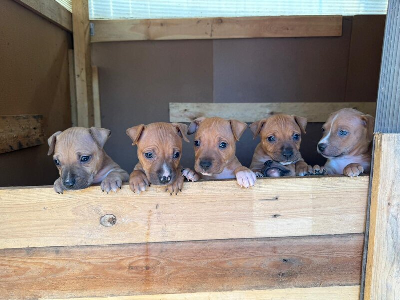 Pui Amstaff