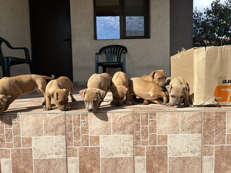 Pui Amstaff