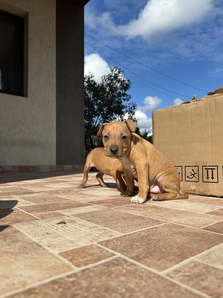 Pui Amstaff