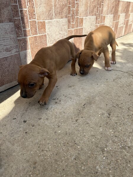 Pui Amstaff
