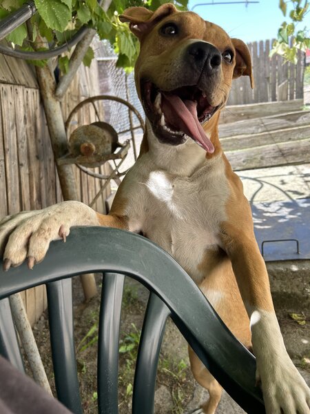 Pui Amstaff