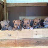 Pui Amstaff